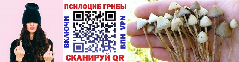 Галлюциногенные грибы Psilocybe Краснокамск
